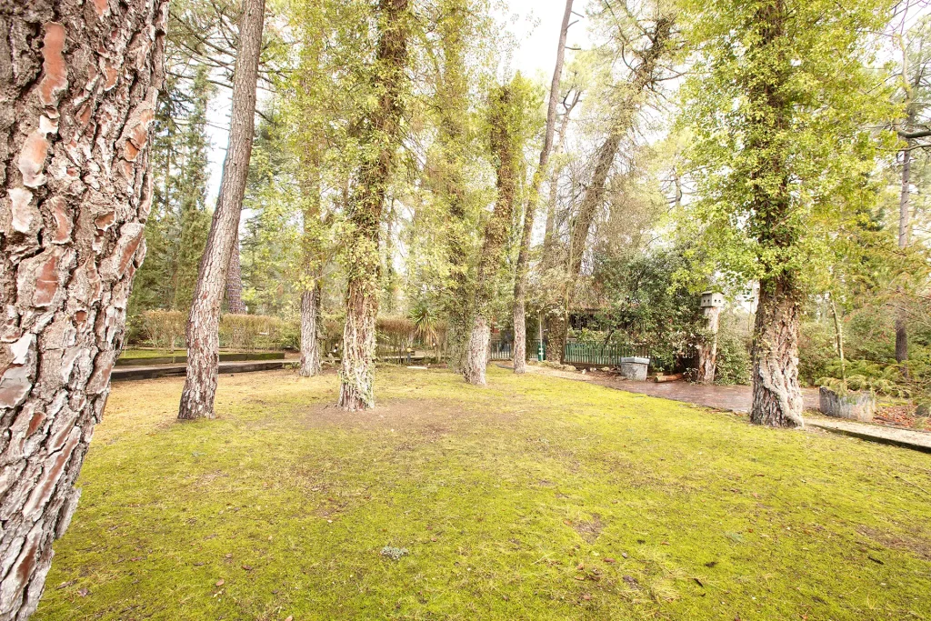 Pinar en Complejo Rural Victoria en Cuenca